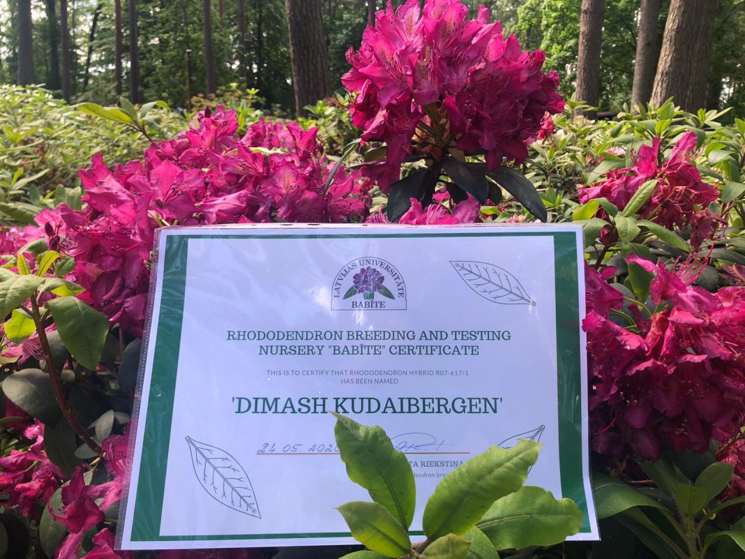 «MIUANIZ» и «Dimash Kudaibergen»: новые сорта рододендрона в честь Димаша и его бабушки появились в Латвии