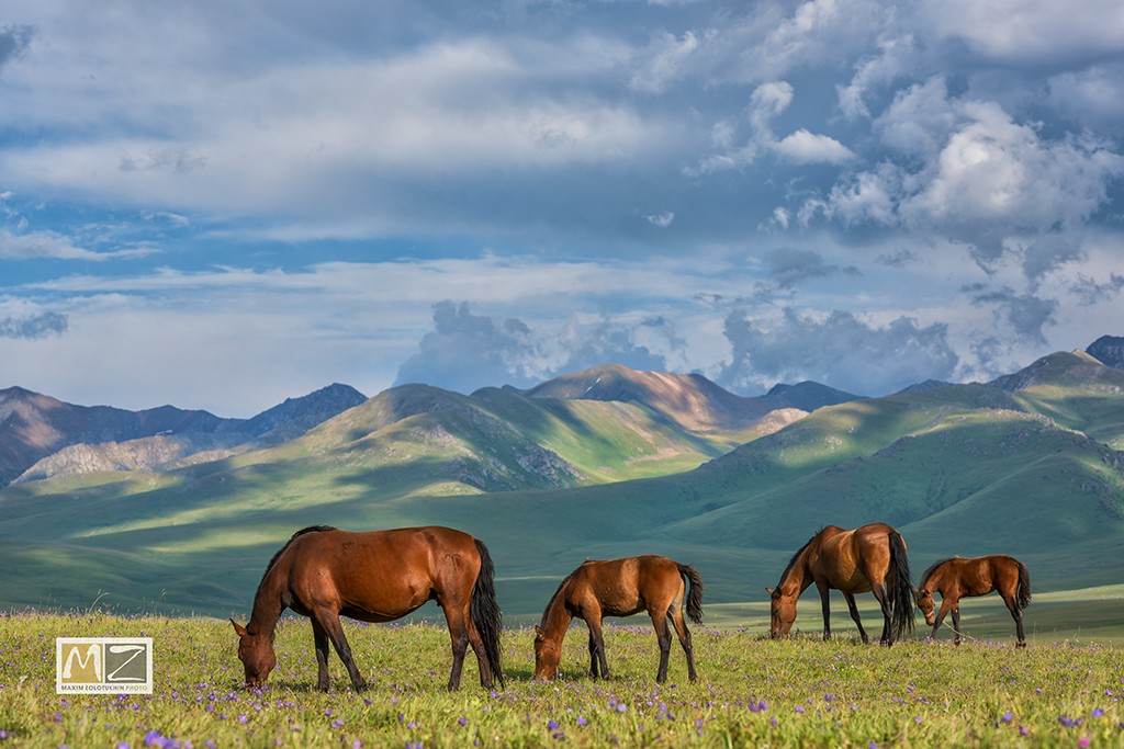 horses steppe Kazakhstan Maxim Zolotukhin 