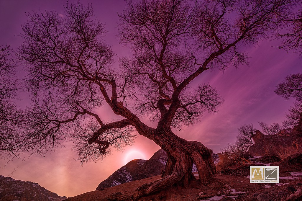 sunset tree Kazakhstan 