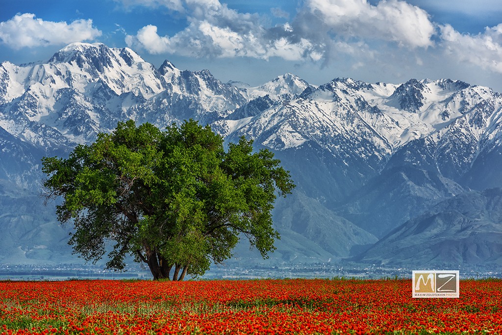 poppy field Kazakhstan mountains green tree  