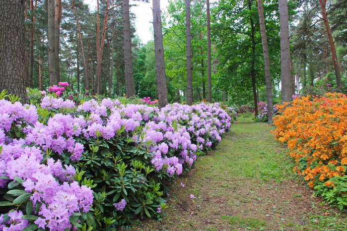 "DIMASH QUDAIBERGEN" and "MIUANIZ" rhododendrons to be planted in Latvia