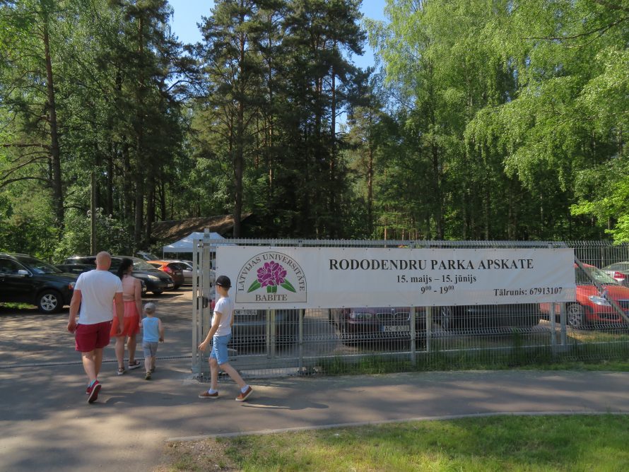 В Латвии состоится высадка рододендронов «DIMASH QUDAIBERGEN» и «MIUANIZ»