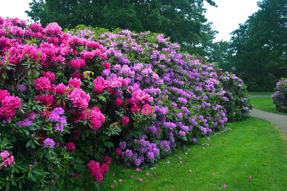 "DIMASH QUDAIBERGEN" and "MIUANIZ" rhododendrons to be planted in Latvia