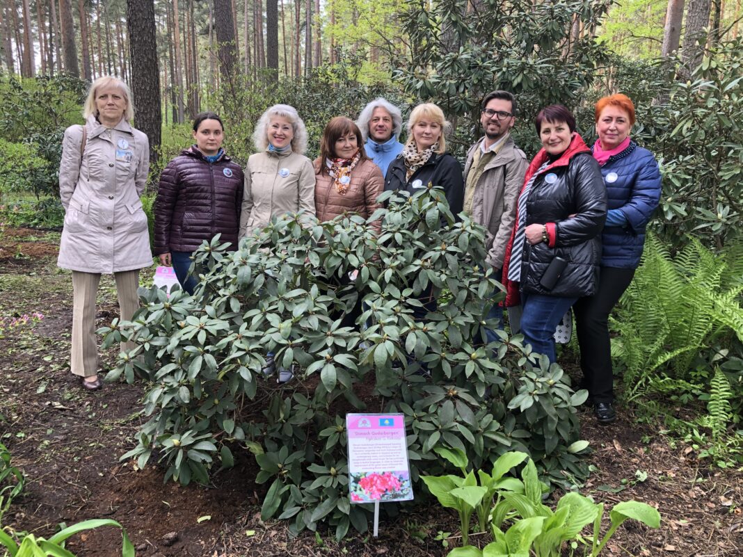 "Qazaqstan" rhododendron to appear in Latvia