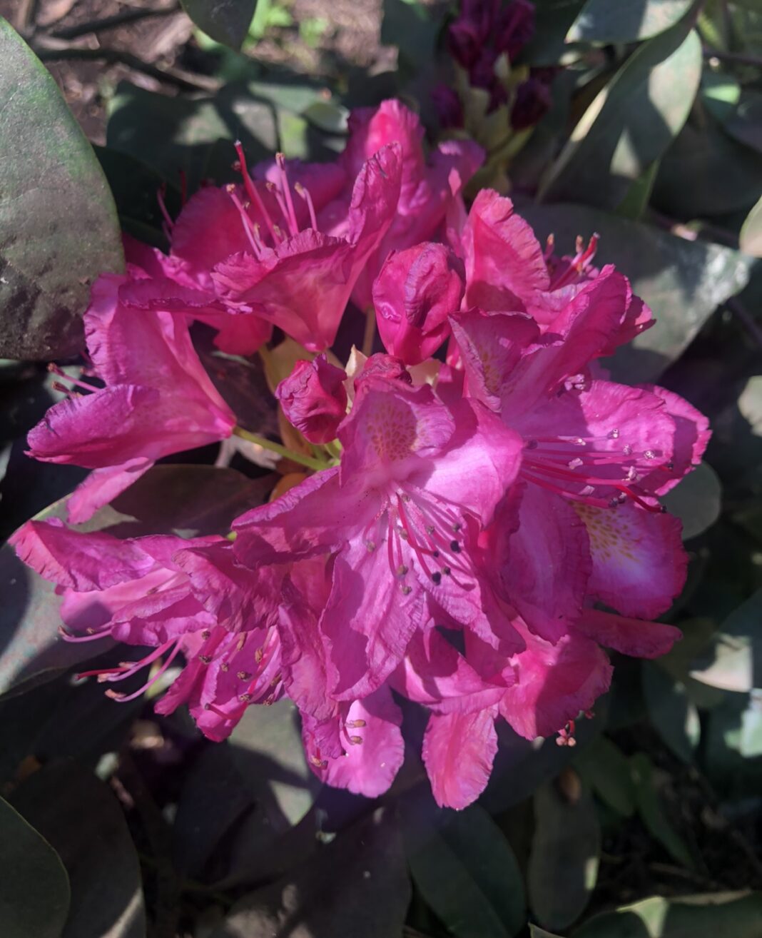 Exclusive variety of rhododendron "Dimash Qudaibergen" obtained in Latvia