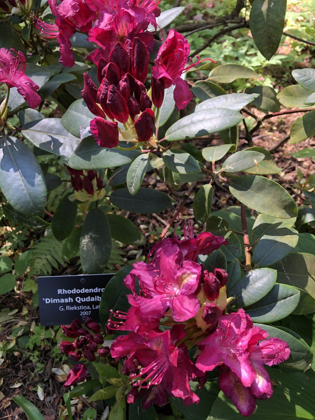 Родендрон сорта «Dimash Qudaibergen» передадут Ботаническому саду Нур-Султана