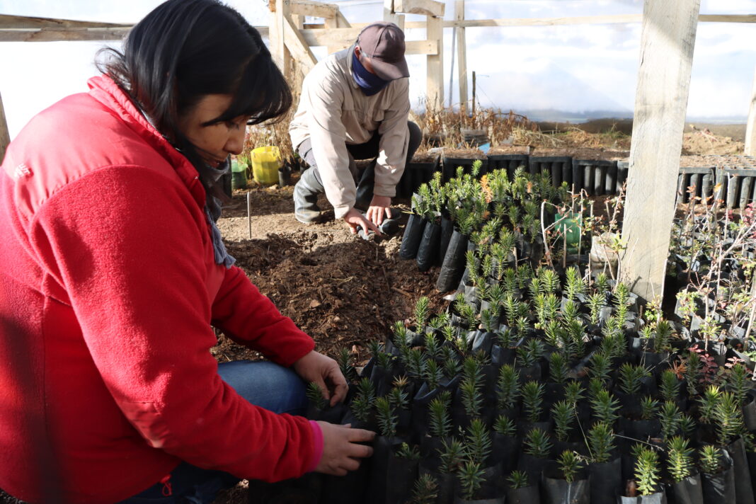 Dears from Latin America organized a reforestation campaign in Argentina