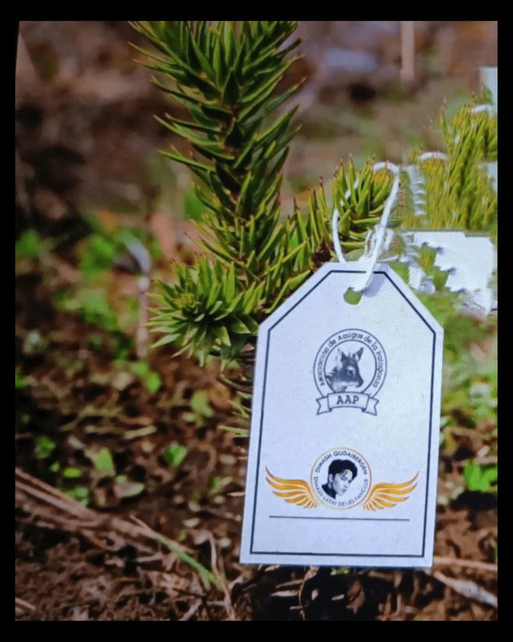 Поклонники Димаша посадили 1000 деревьев в Аргентине