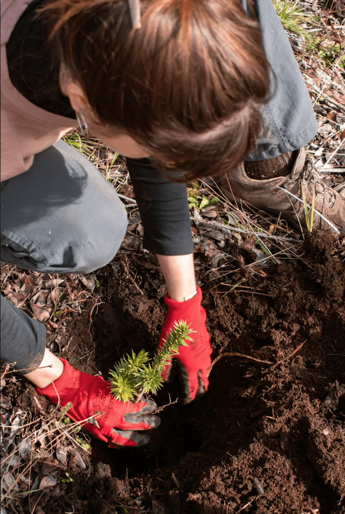 Dimash's fans planted 1000 trees in Argentina